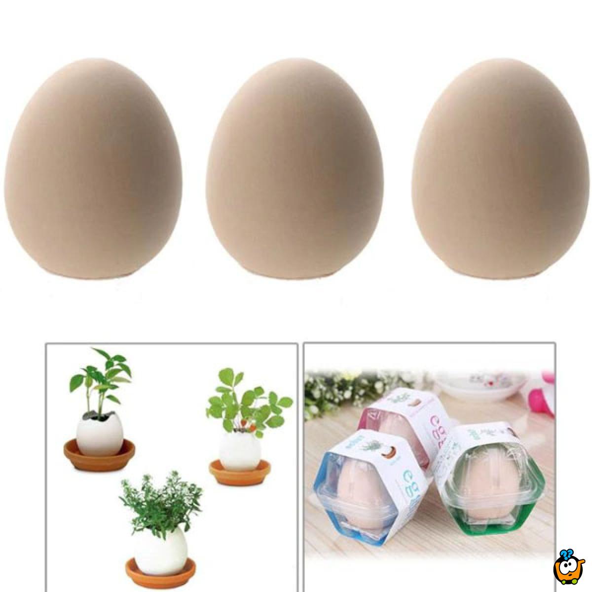 Lucky Egg - Prava biljka iz jajeta