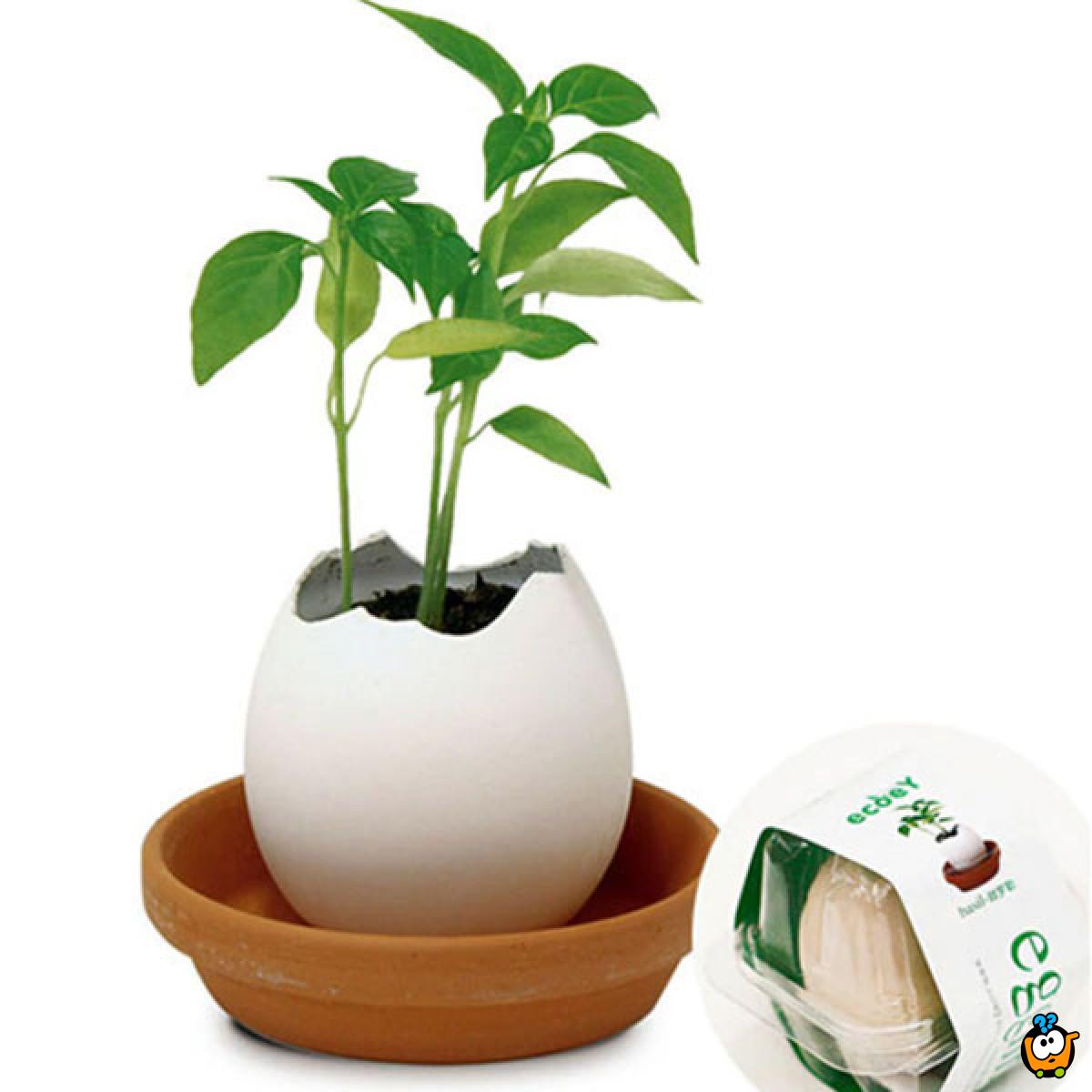 Lucky Egg - Prava biljka iz jajeta