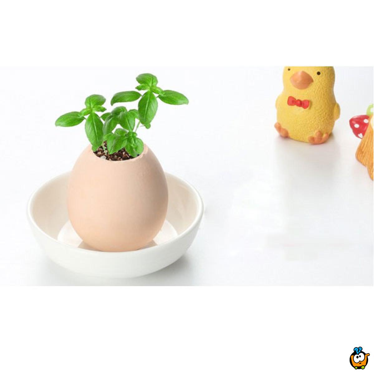 Lucky Egg - Prava biljka iz jajeta