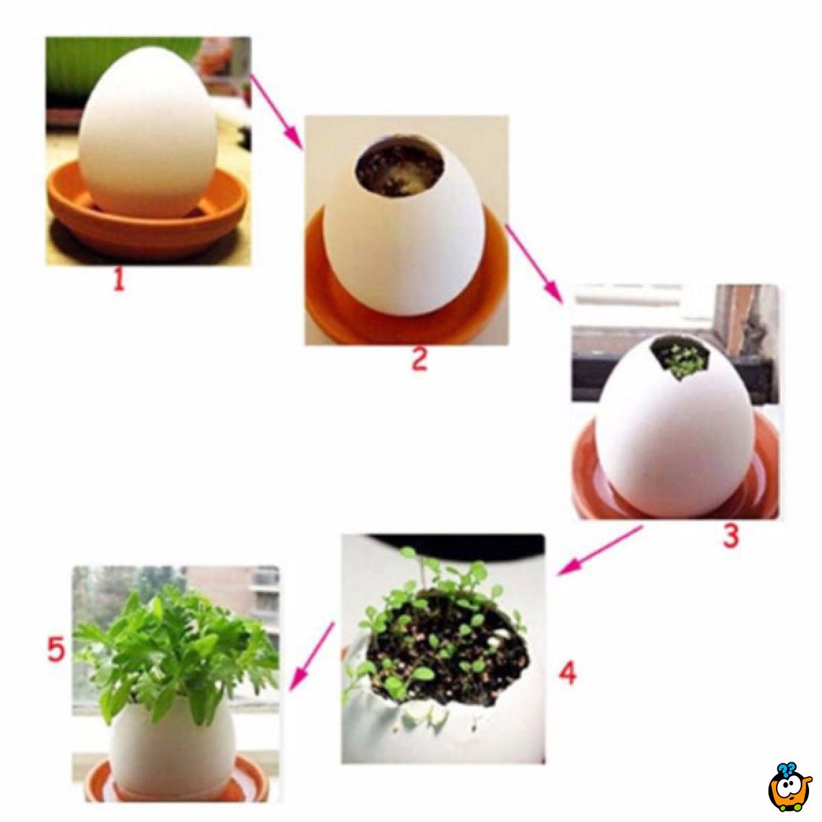 Lucky Egg - Prava biljka iz jajeta