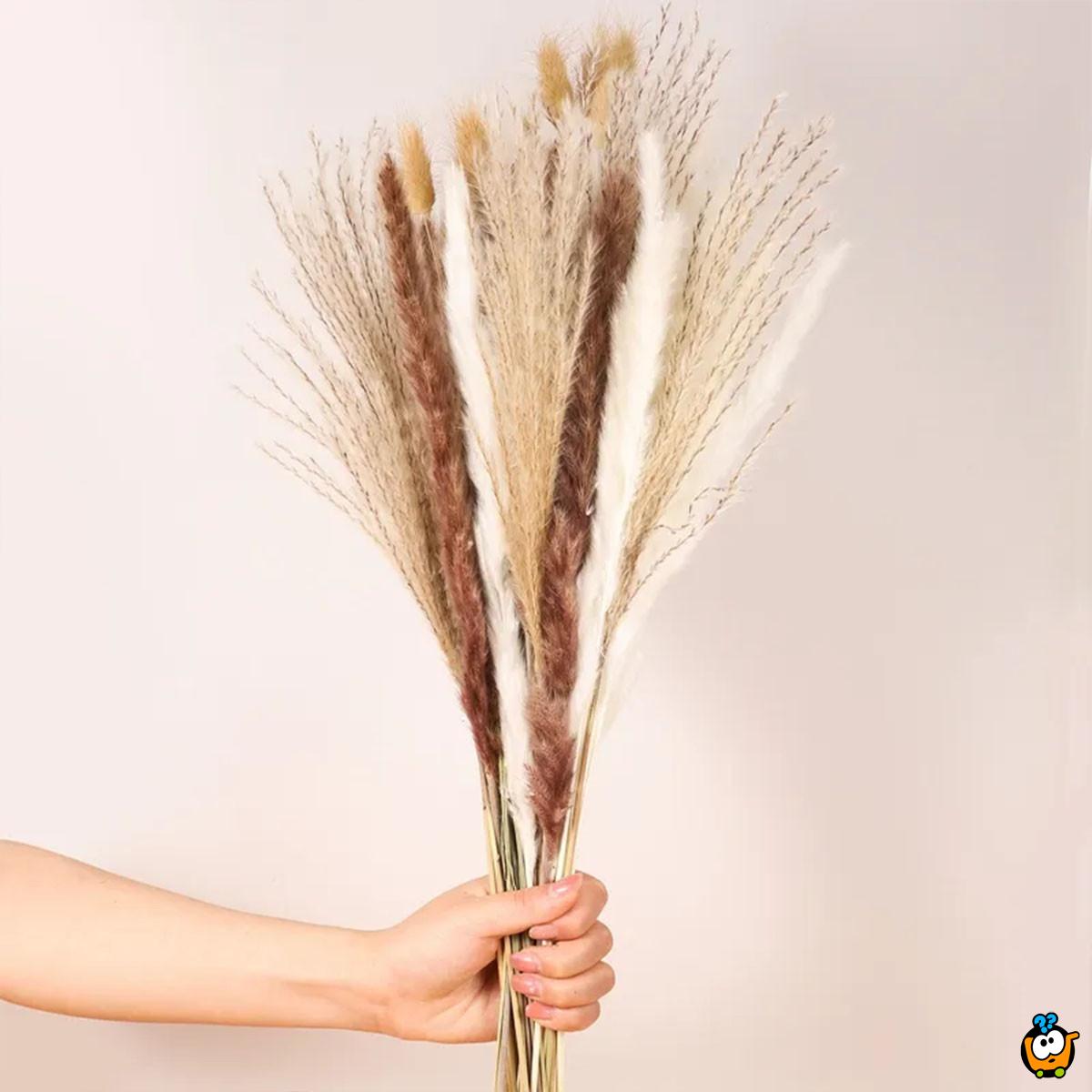 Elegantna trska - ukrasni pampas za dekoraciju doma