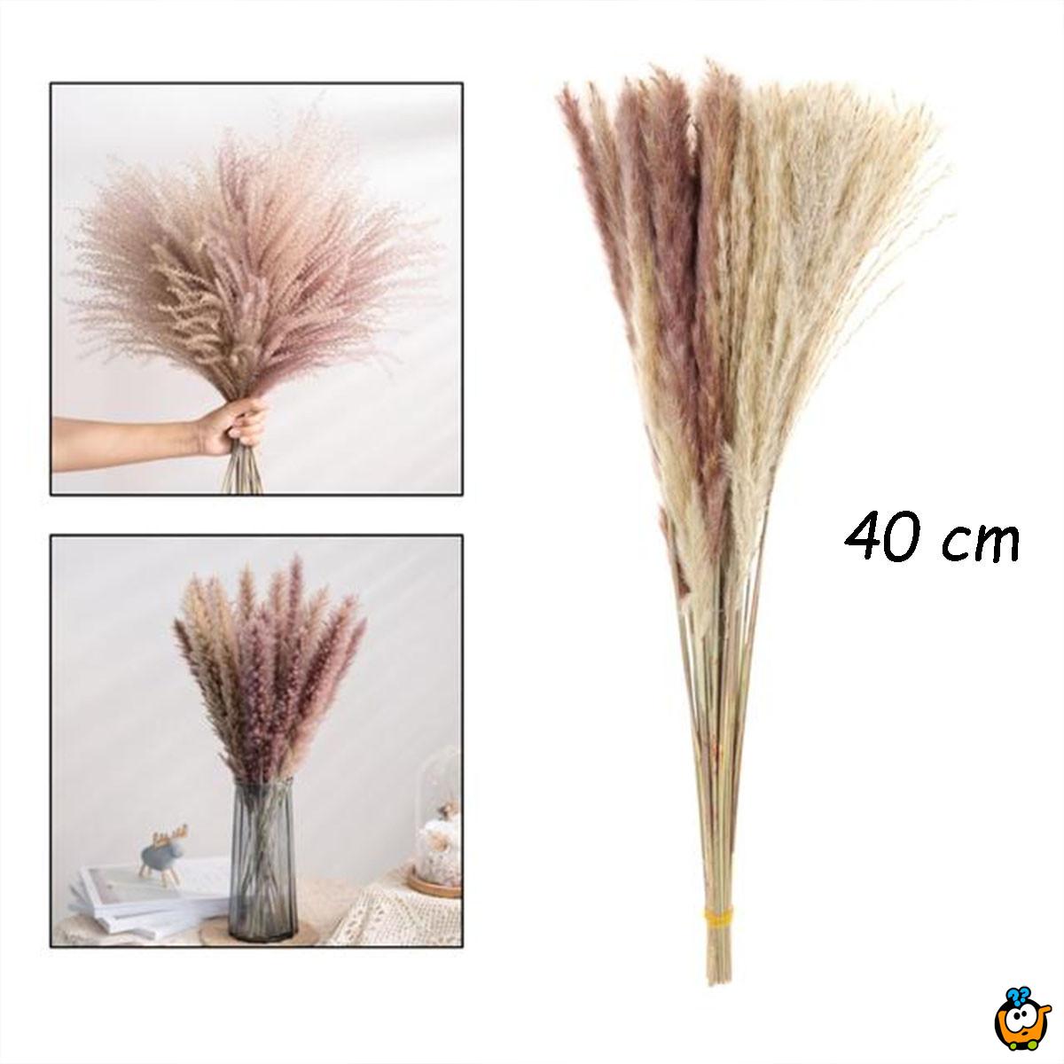 Elegantna trska - ukrasni pampas za dekoraciju doma 40 cm