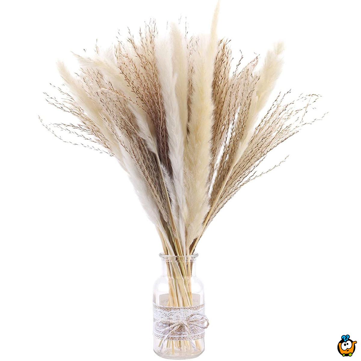 Elegantna trska - ukrasni pampas za dekoraciju doma