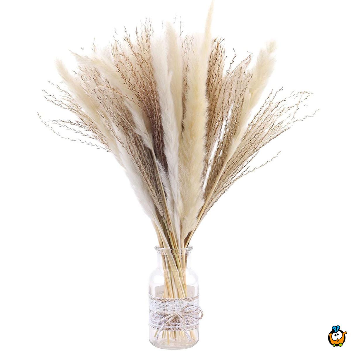 Elegantna trska - ukrasni pampas za dekoraciju doma 40 cm