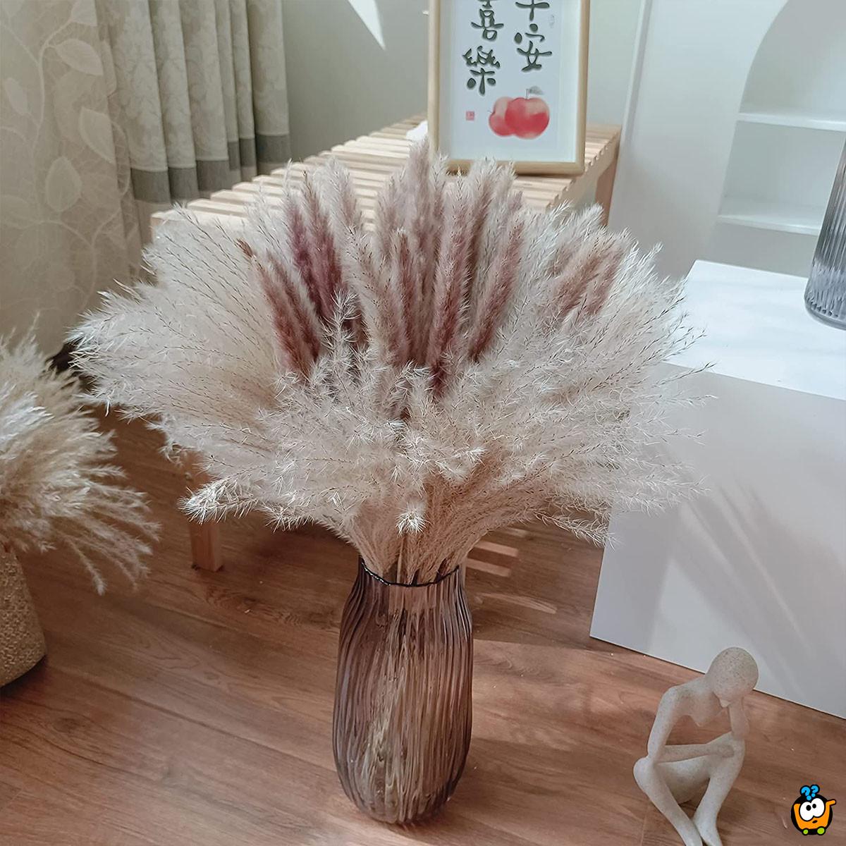 Elegantna trska - ukrasni pampas za dekoraciju doma