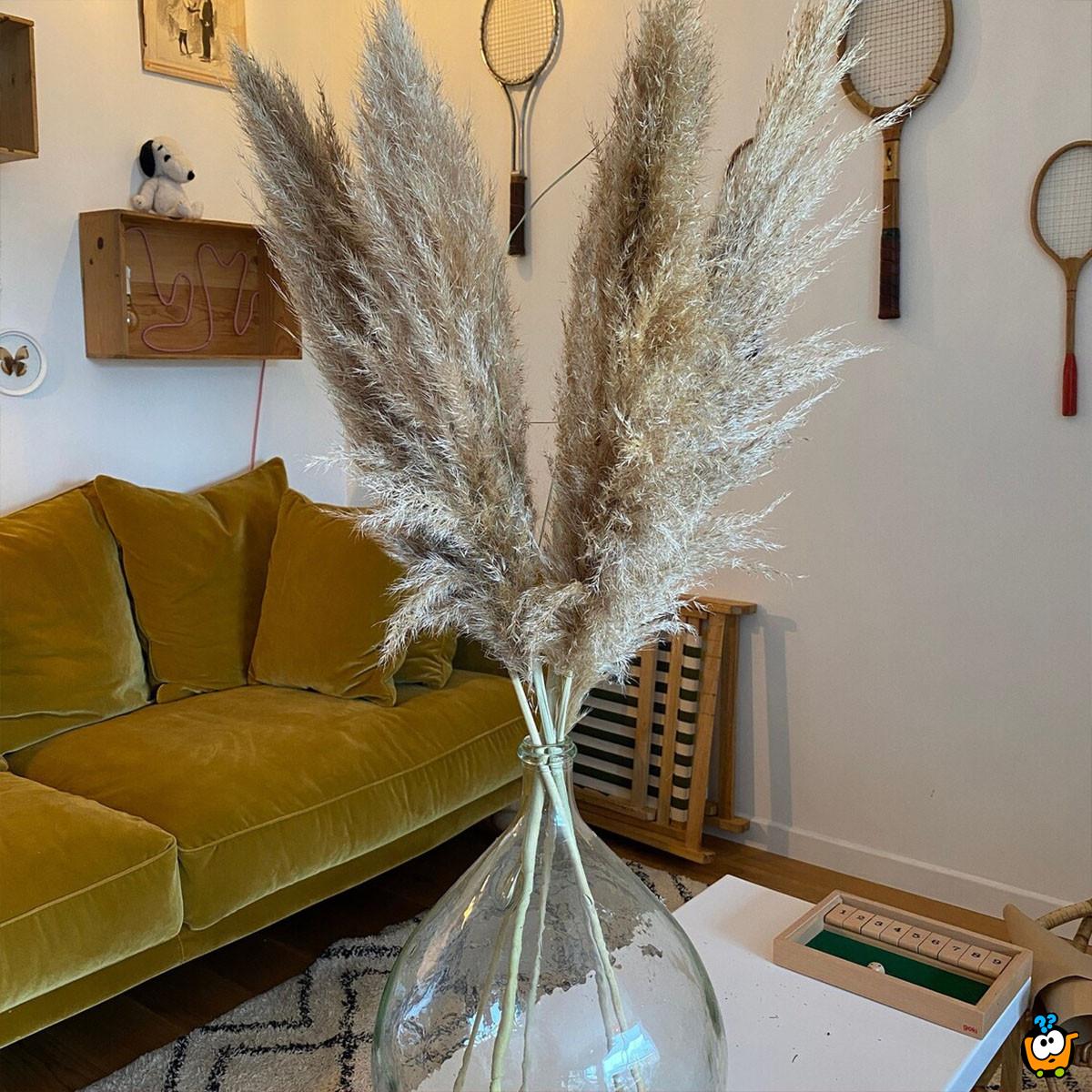 Elegantna trska - ukrasni pampas za dekoraciju doma