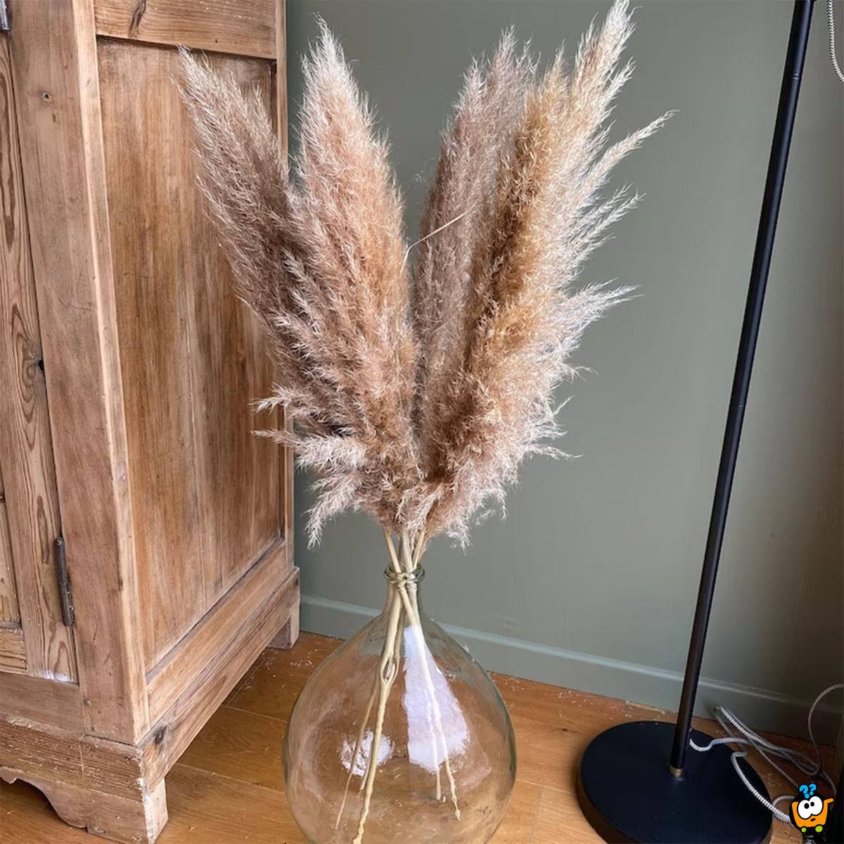 Elegantna trska - ukrasni pampas za dekoraciju doma