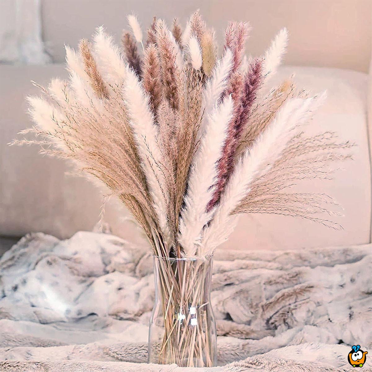 Elegantna trska - ukrasni pampas za dekoraciju doma