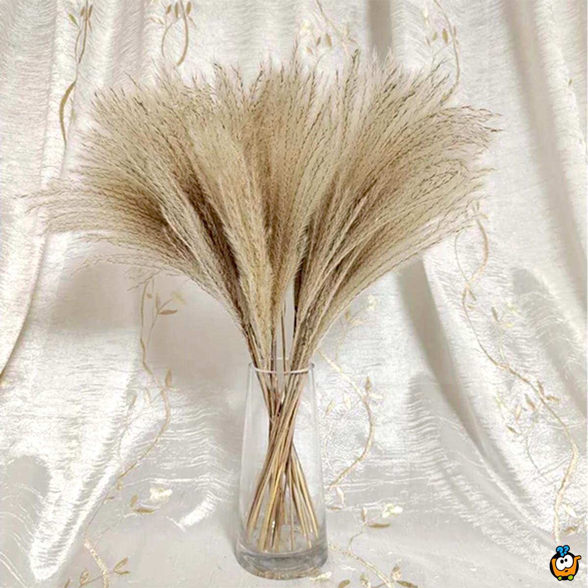 Elegantna trska - ukrasni pampas za dekoraciju doma
