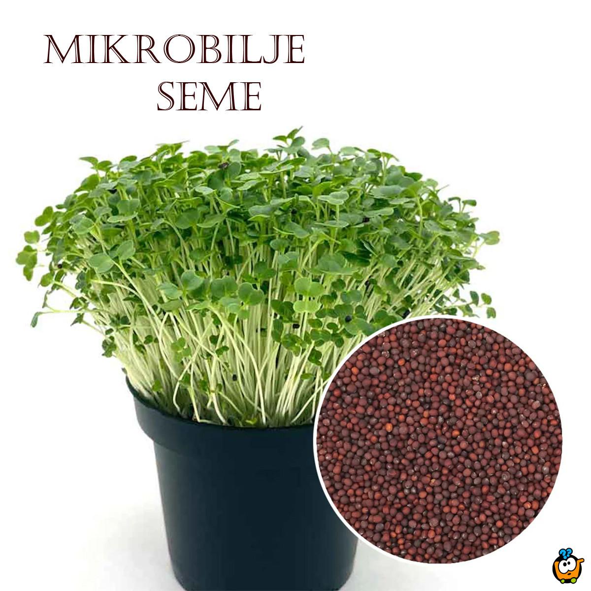 Seme mikro brokolija - Superhrana i Vašoj saksiji