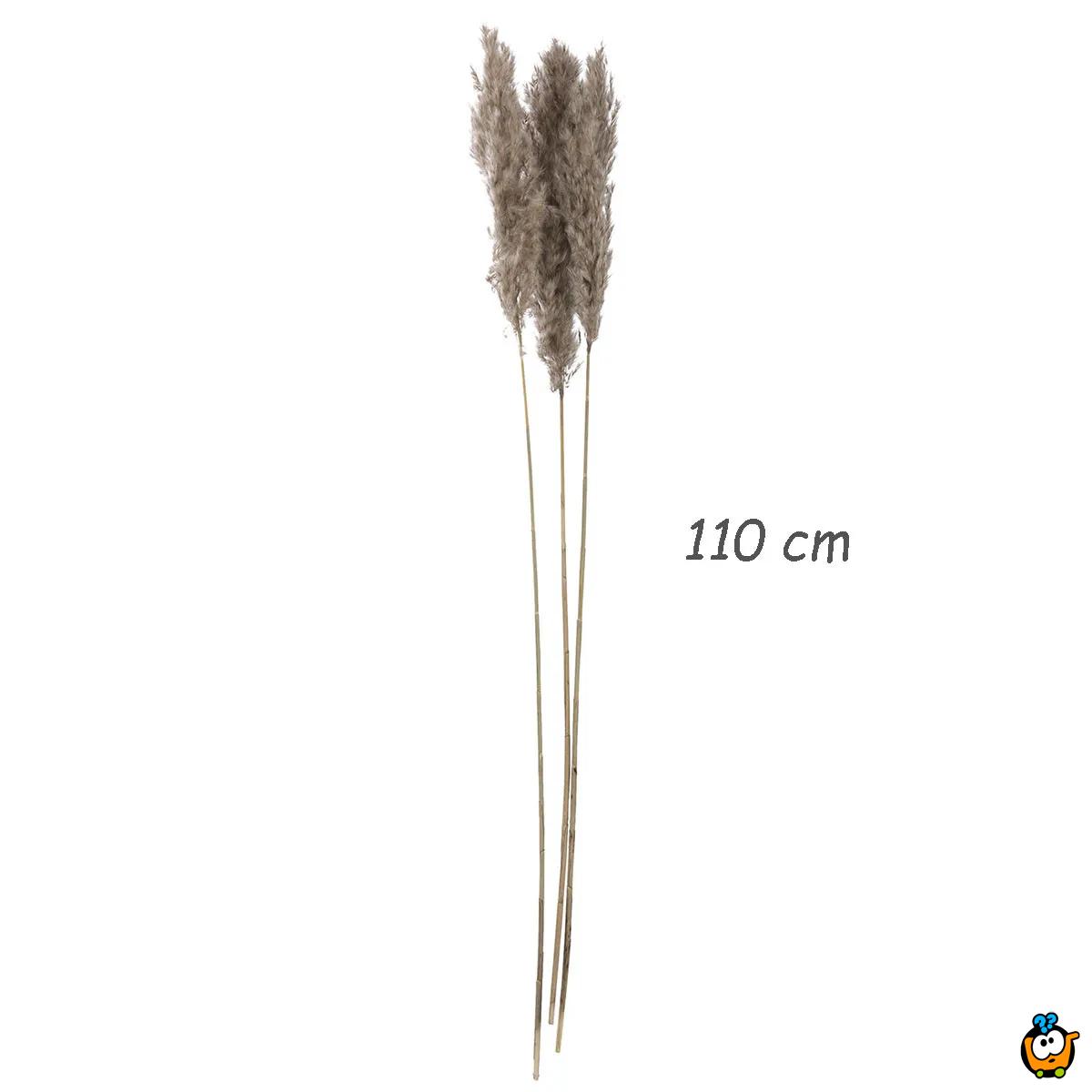Elegantna trska - veliki ukrasni pampas za dekoraciju doma 110 cm