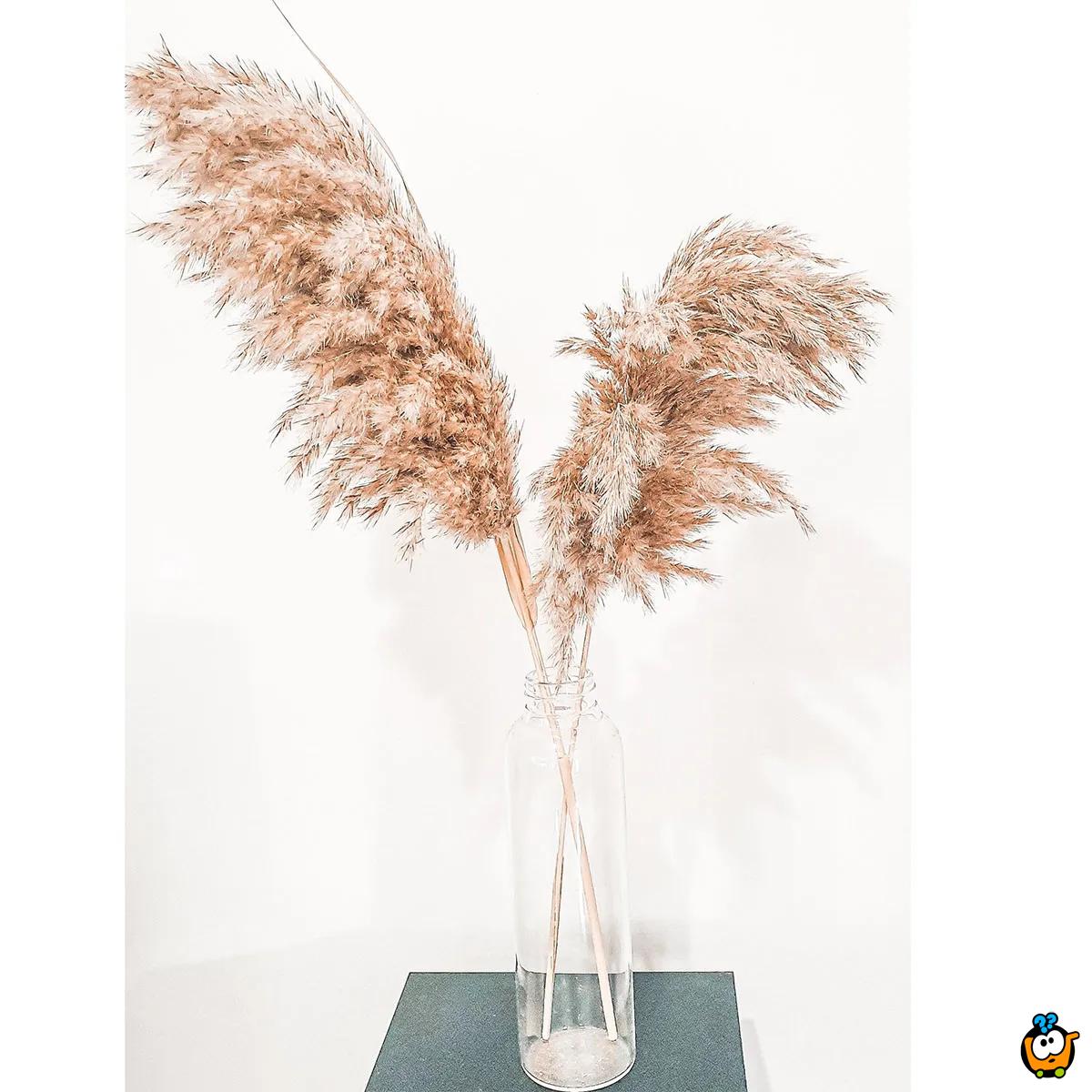 Elegantna trska - veliki ukrasni pampas za dekoraciju doma 110 cm